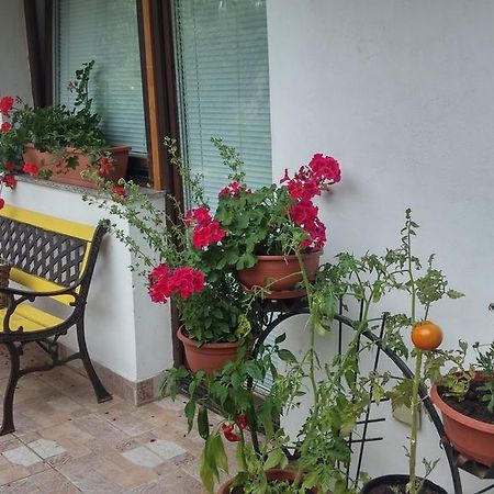 Darja Guesthouse Dob Zewnętrze zdjęcie